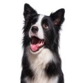 犬の『耳の状態』か…