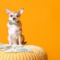 犬のために『貯金』…