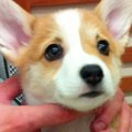 茶色の毛を持つ赤ち…