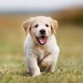 【危険】子犬がかか…