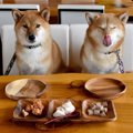 犬の『ご飯』でやっ…