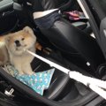 全力で降車拒否する…