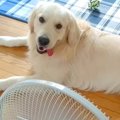 暑い日、扇風機を独…
