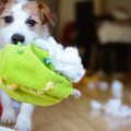 犬がすぐ『おもちゃ…