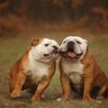 犬が見せる『ギャッ…