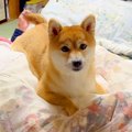 犬が『おばあちゃん…