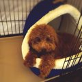 犬の年齢を人間に換…