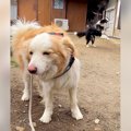 犬たちとお散歩行こ…