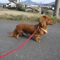 犬が血便だった時の…
