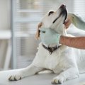 犬が夜に暴れてしま…