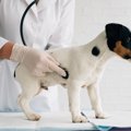 犬のよだれが異常に…