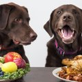 犬に必要な『５つの…