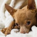 犬が飼い主の喧嘩を…