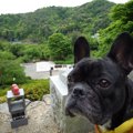 犬連れでお墓参りを…