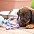 犬の月齢別の育て方…