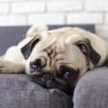 犬がしょんぼりして…
