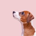 犬がぼーっと壁や天…