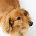愛犬の仕草でわかる7…