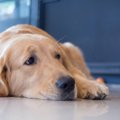 愛犬はどう？『留守…