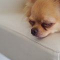 犬の心疾患について…