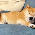 眠たくなってしまっ…