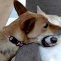 どうなってるの？！…