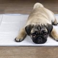 愛犬が最近よくトイ…