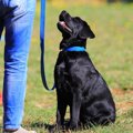 犬につけるには『首…
