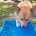水遊びをする犬→『気…