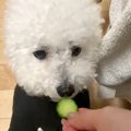輪切りのキュウリを…
