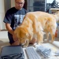 大型犬に『検品』を…