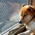 犬に絶対言ってはい…