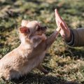 犬はなぜ『飼い主の…