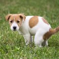 犬がウンチ後にする…