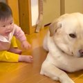 赤ちゃんが『大型犬…