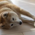犬が足をピーンと伸…
