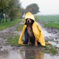 雨の日の犬の散歩で…