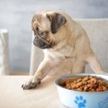 愛犬を偏食犬にしな…