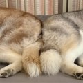 眠っているハスキー…