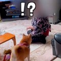 2匹の犬が『おばあち…