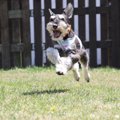 愛犬が思い切り走れ…