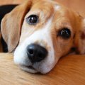 愛犬の耳臭は「外耳…