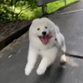 全力あさんぽ！サモ…