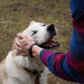 犬が『人に飛びつい…