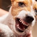 犬が『今は触ってほ…
