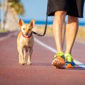 犬が散歩中に吠える…