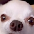 起きたチワワを撮影→…