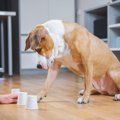 犬の認知機能の構造…