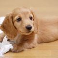 犬のストレスになる1…