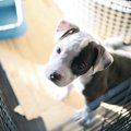 犬がトイレシーツの…